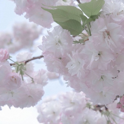 兽设森系风格设计福瑞群